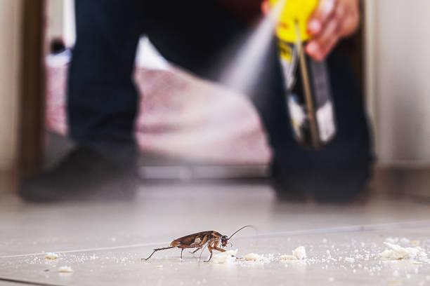 Wasp Removal Services in Frazeysburg, OH